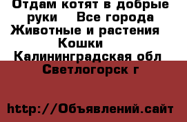 Отдам котят в добрые руки. - Все города Животные и растения » Кошки   . Калининградская обл.,Светлогорск г.